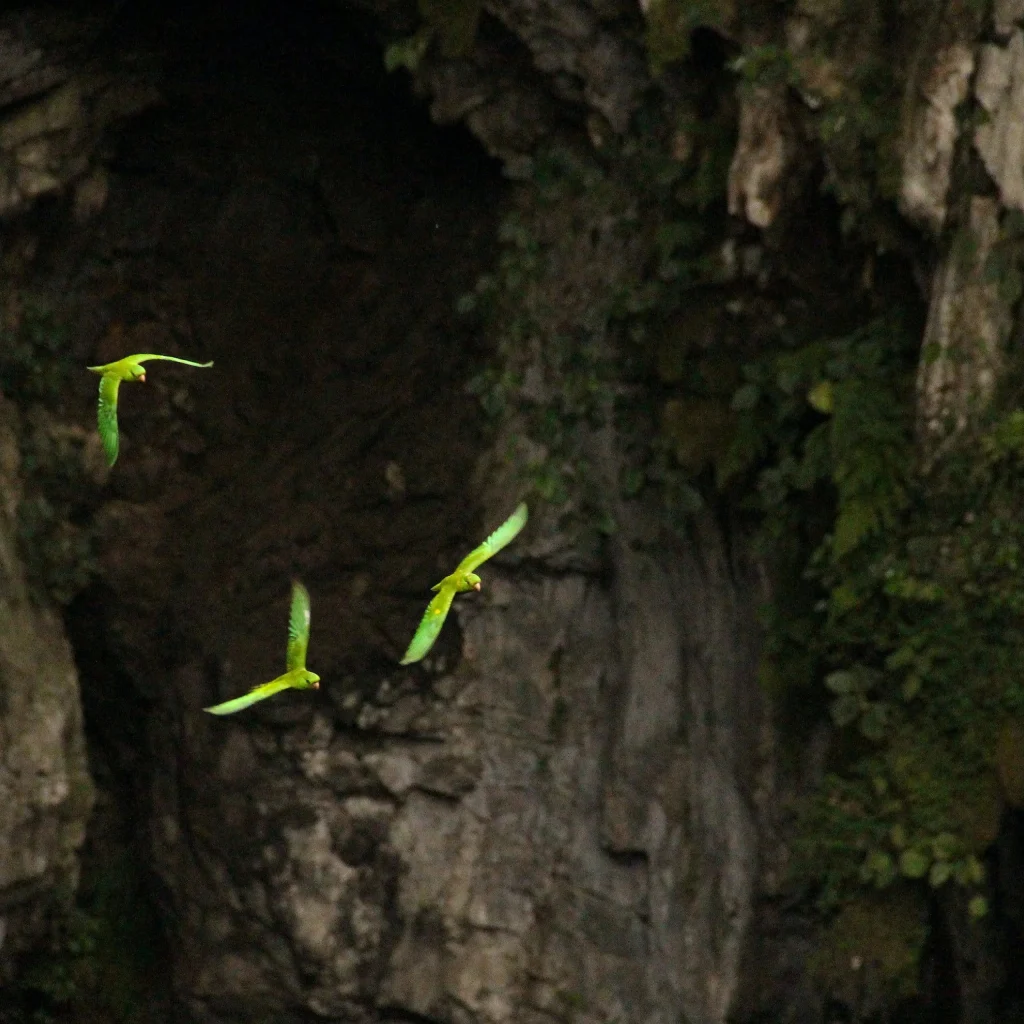 Cave of Swallows