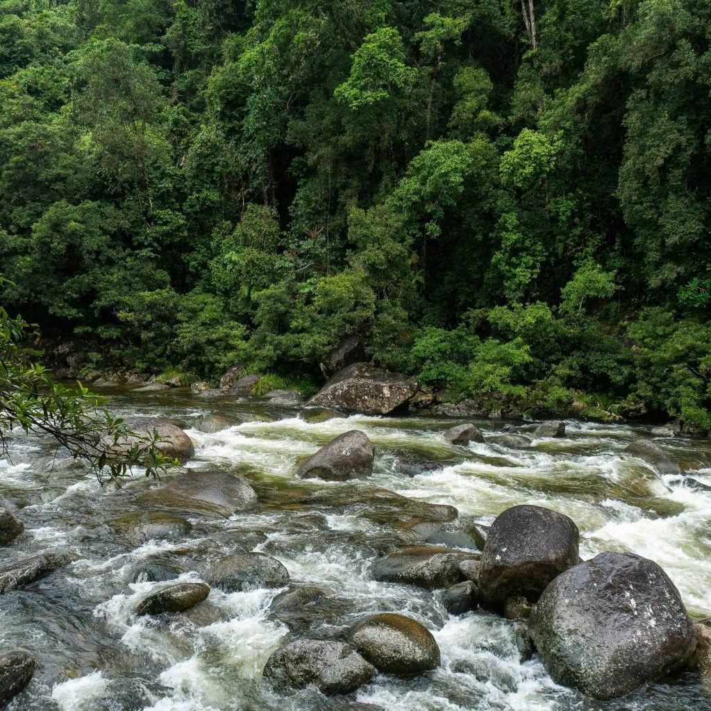 The Daintree Rainforest